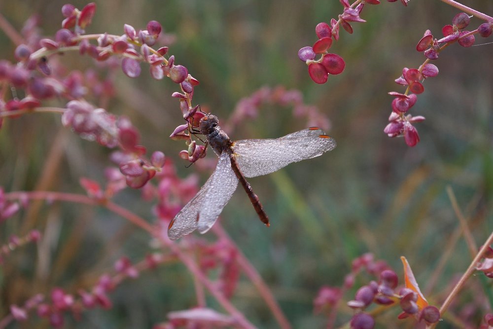Photograph by Александр Пугачев