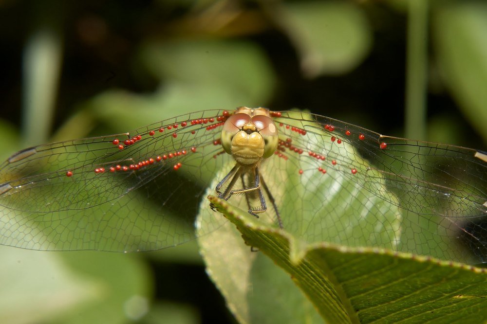 Photograph by Александр Пугачев
