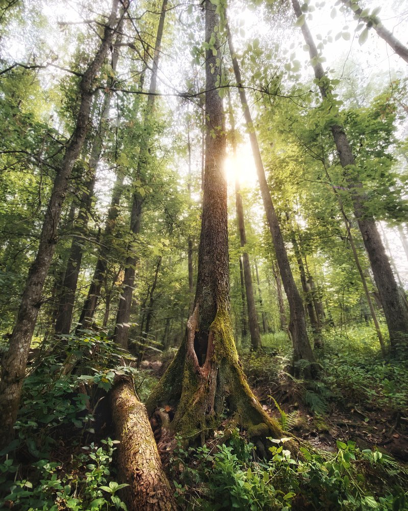 Photograph by Сергей Протасов