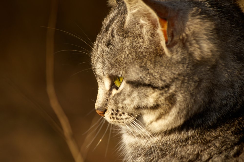 Photograph by Александр Пугачев