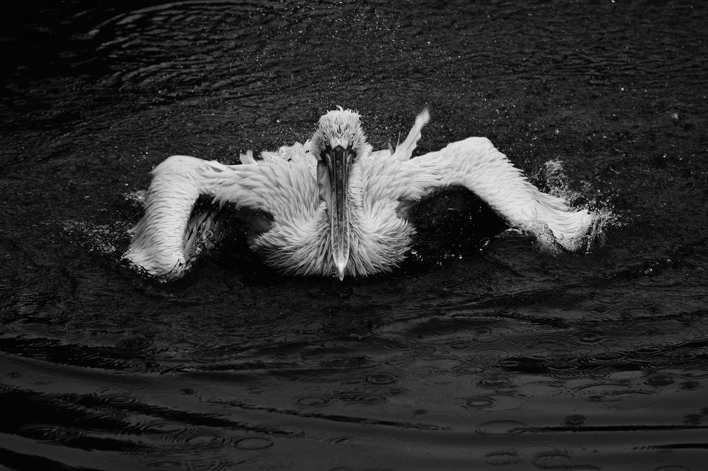 Пеликан (Pelican)