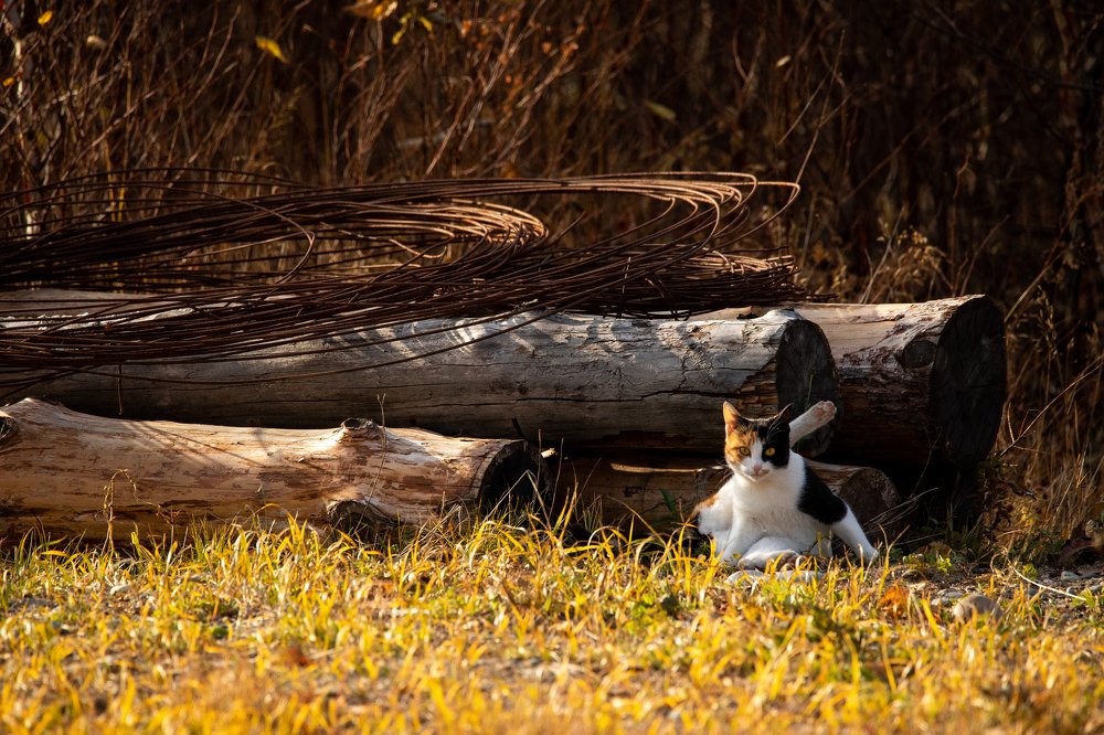 Photograph by Александр Хитров