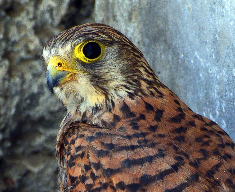 Фотография автора Маис Киракозов