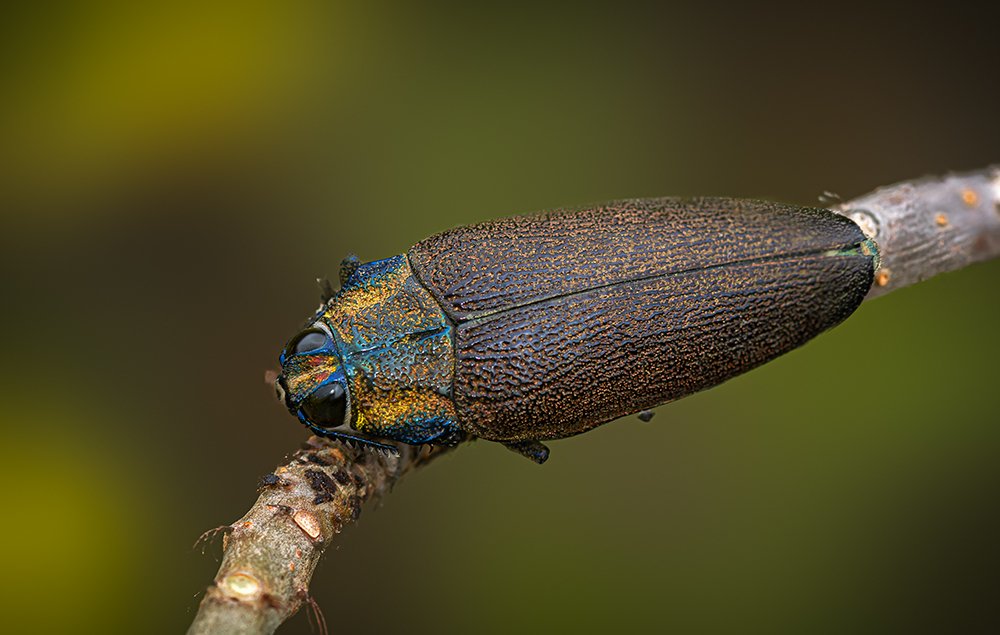 Photograph by Khalid Al-Wadhaihi