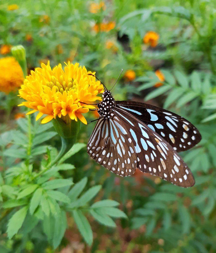 Photograph by Priya Lekshmi