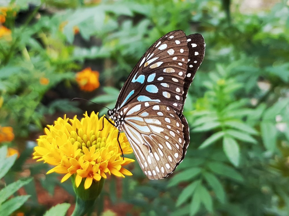Photograph by Priya Lekshmi