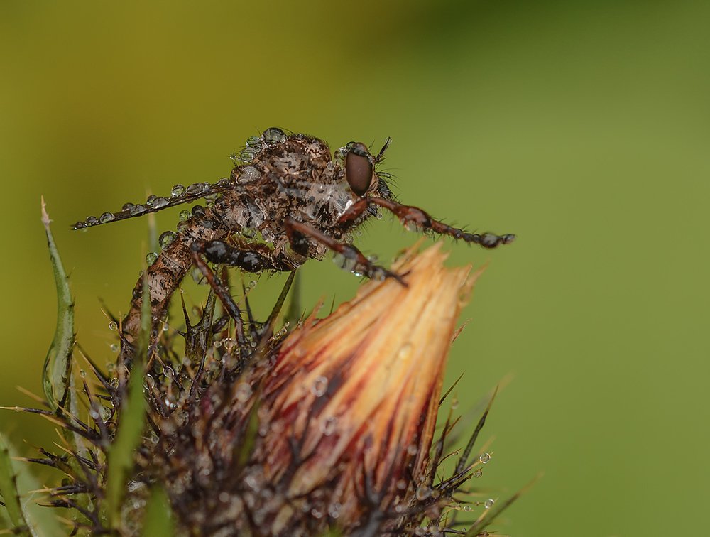 После дождя.