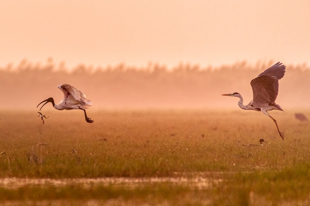 Photograph by Santosh Mahalik