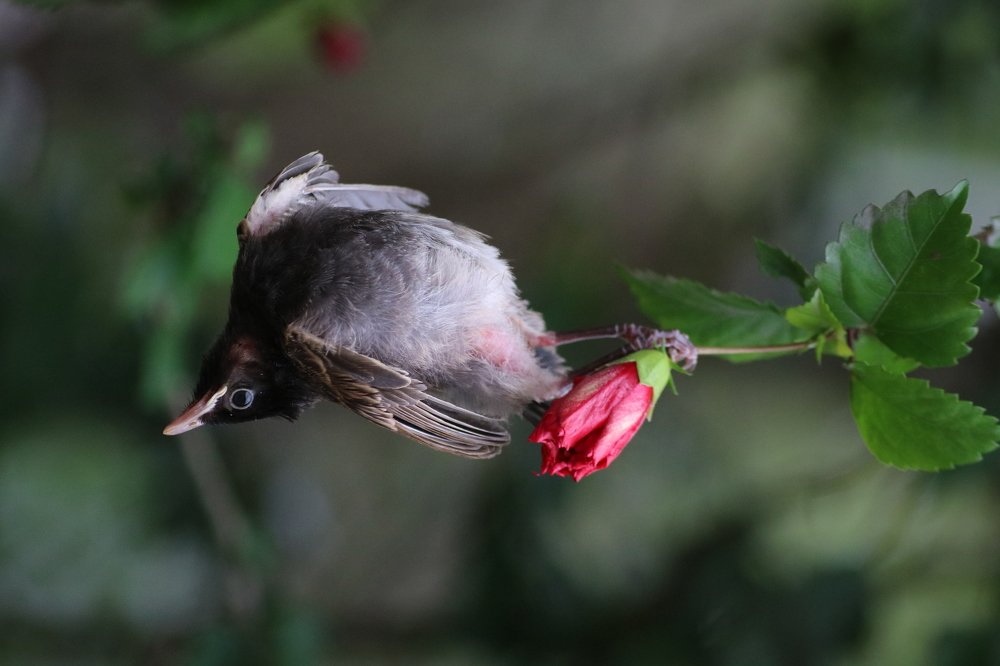 Photograph by Uday Khaling