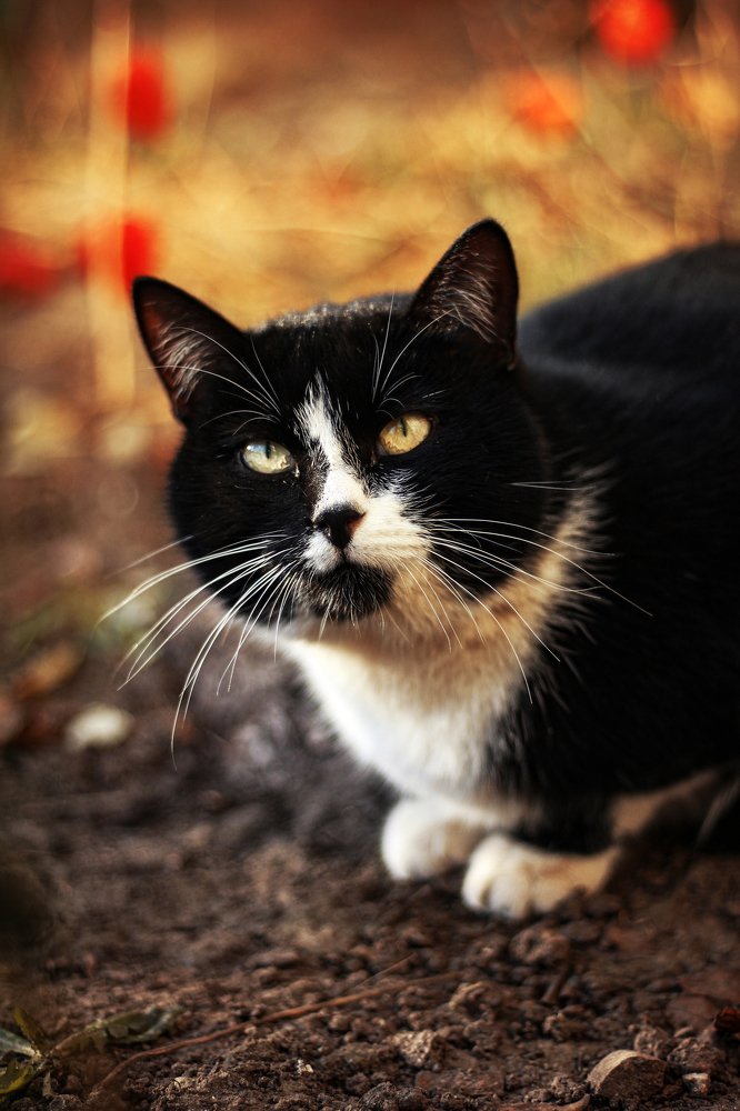 Photograph by Алиса Грюнвальд