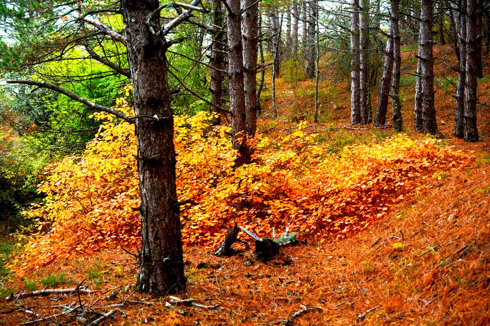 Photograph by Муза Латинская