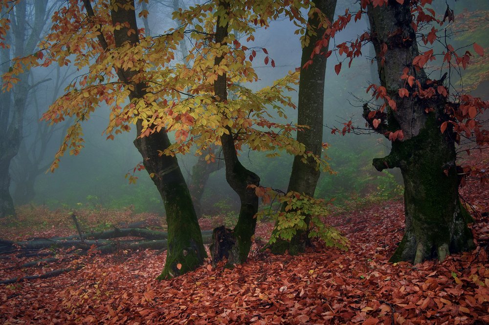 Photograph by Шипунова Ирина