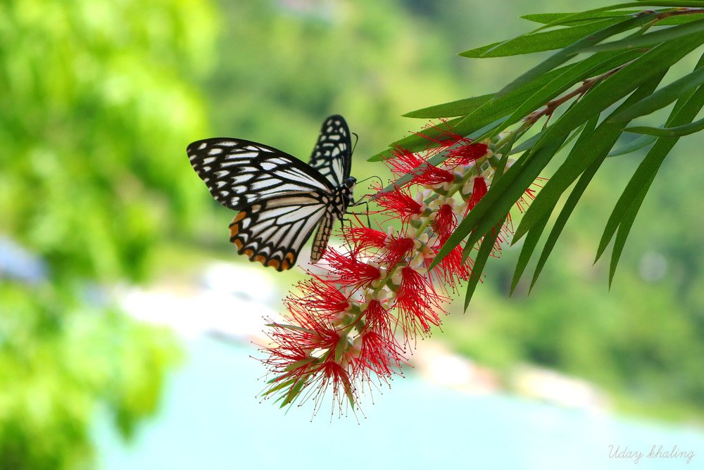 Photograph by Uday Khaling