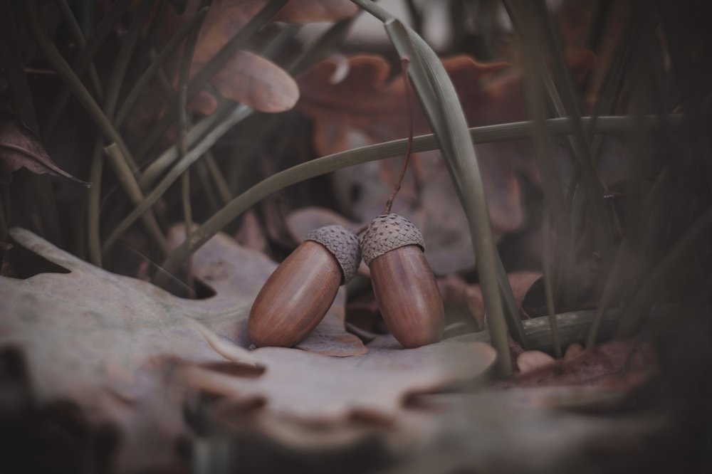 Close up of acorns