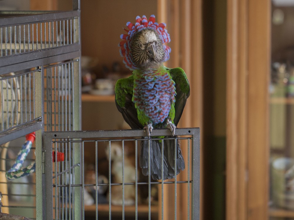 Фотография автора Oskars Smelins