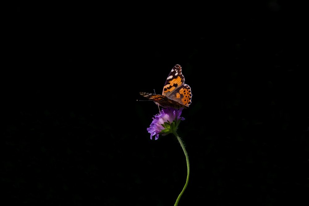 Photograph by Nika Prokopenko