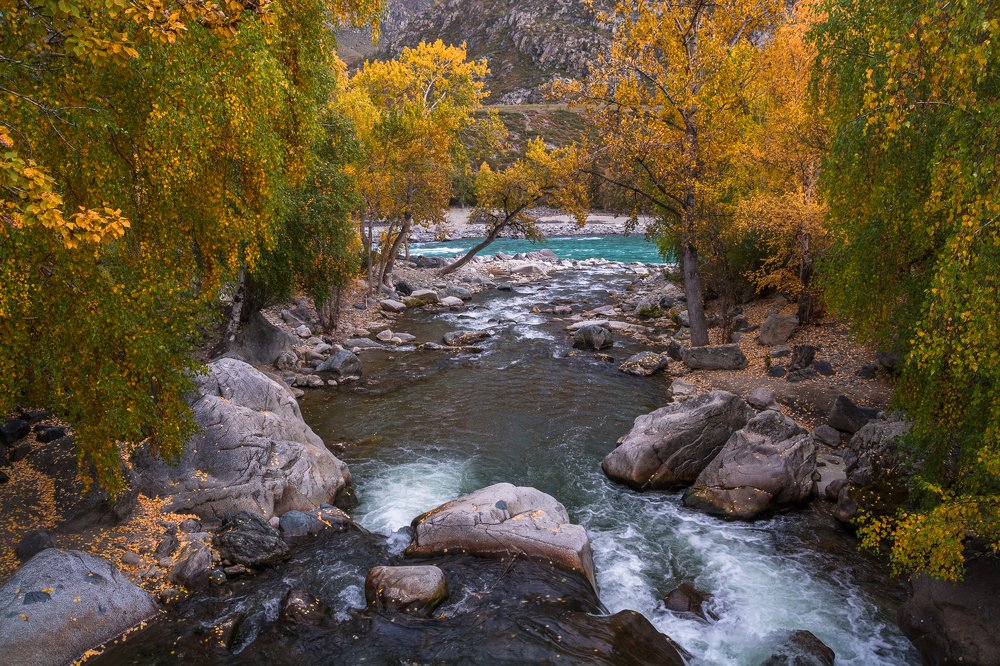 Осень роняет золото листьев