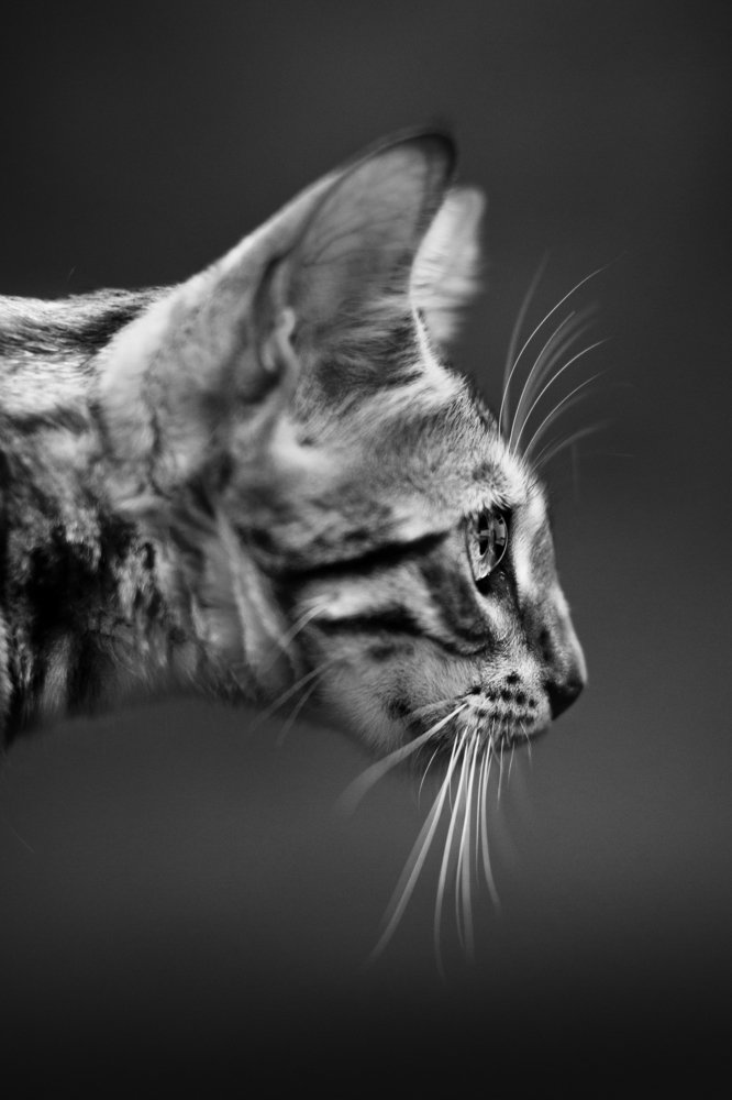 Photograph by Tatiana Malysheva