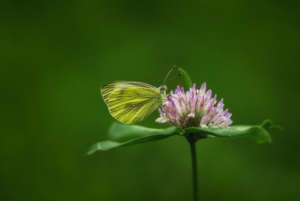 Photograph by Анисимова Оксана