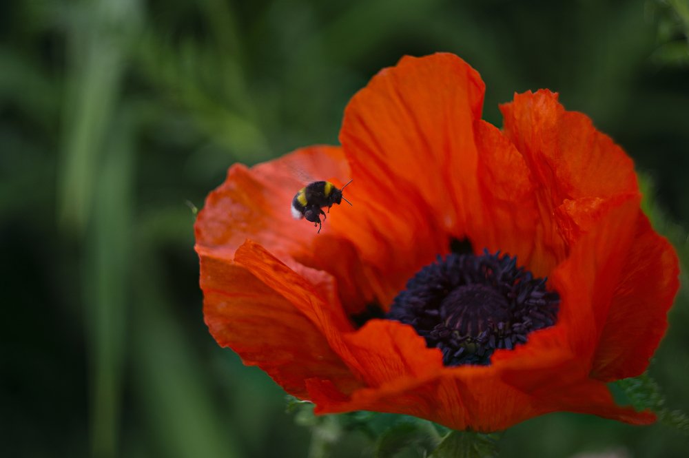 Photograph by Анисимова Оксана