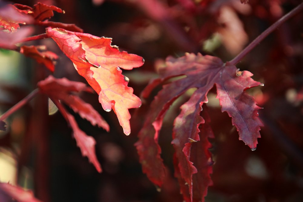 Photograph by Irina Radzinskaya