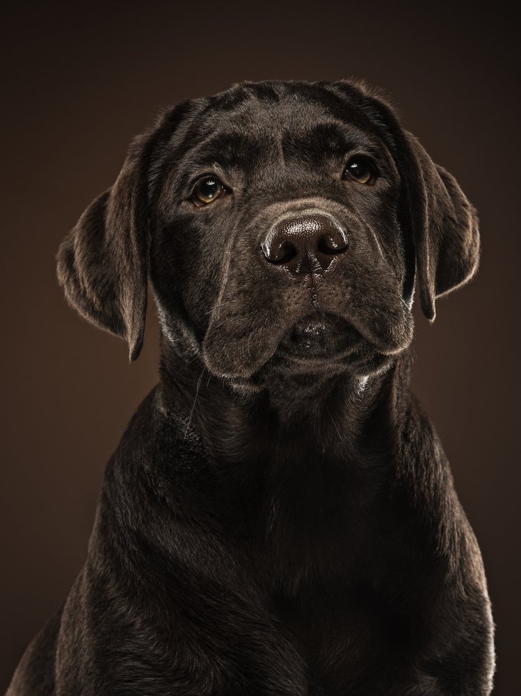 Photograph by Lustre