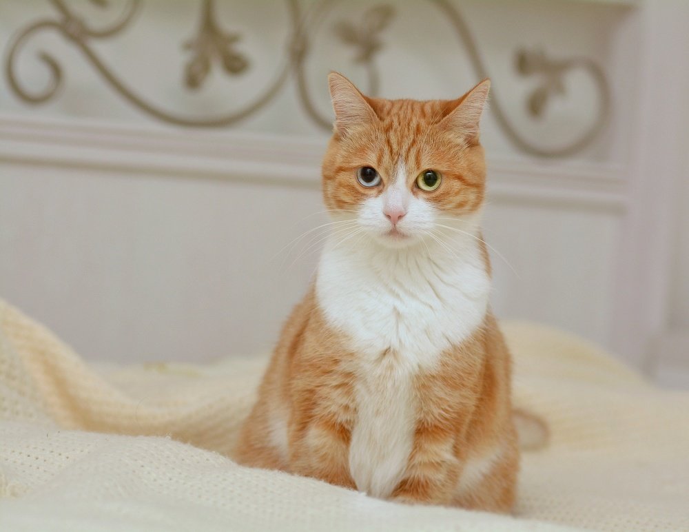 Photograph by Алексей Фомичев