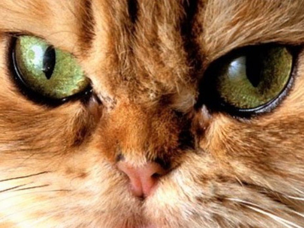 " Глаза мои не смотрели  бы на вас... ."