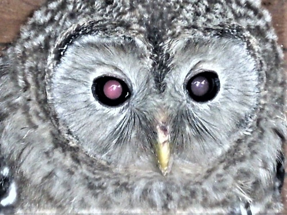 Photograph by Галина