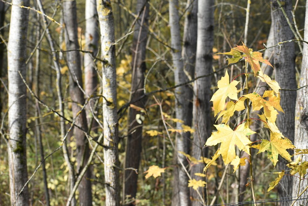 Photograph by Татьяна Крахина