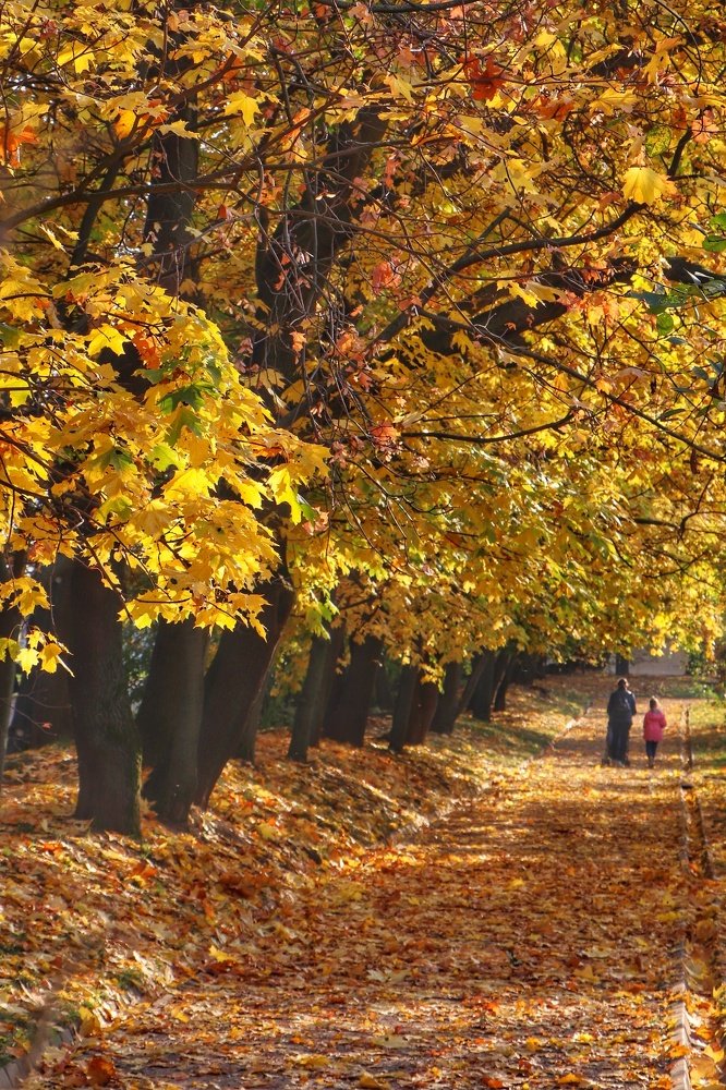 Прогулки по осеннему парку
