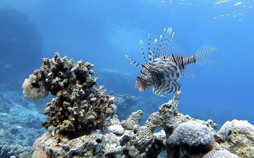 Опасная красота