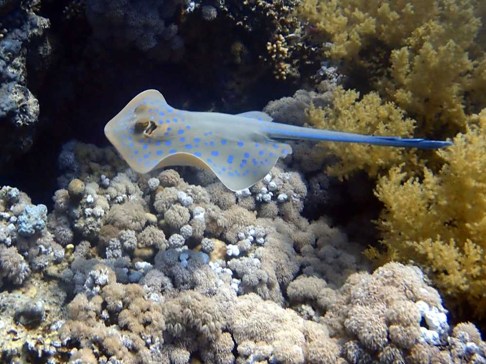 Blue spotted stingray