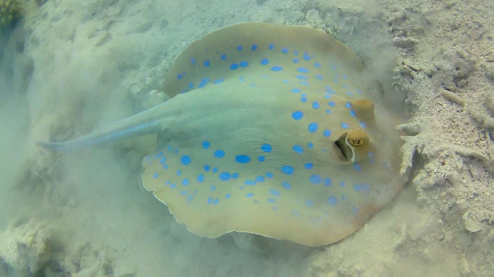 Photograph by Мария Берёзка