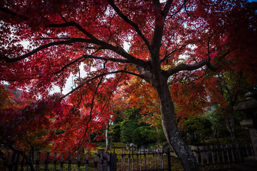 Photograph by Ailin Hanono