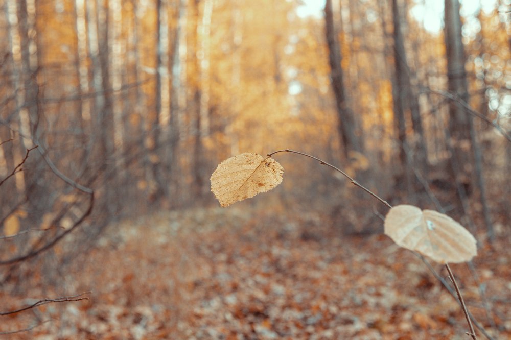 Photograph by Мария Скрябина