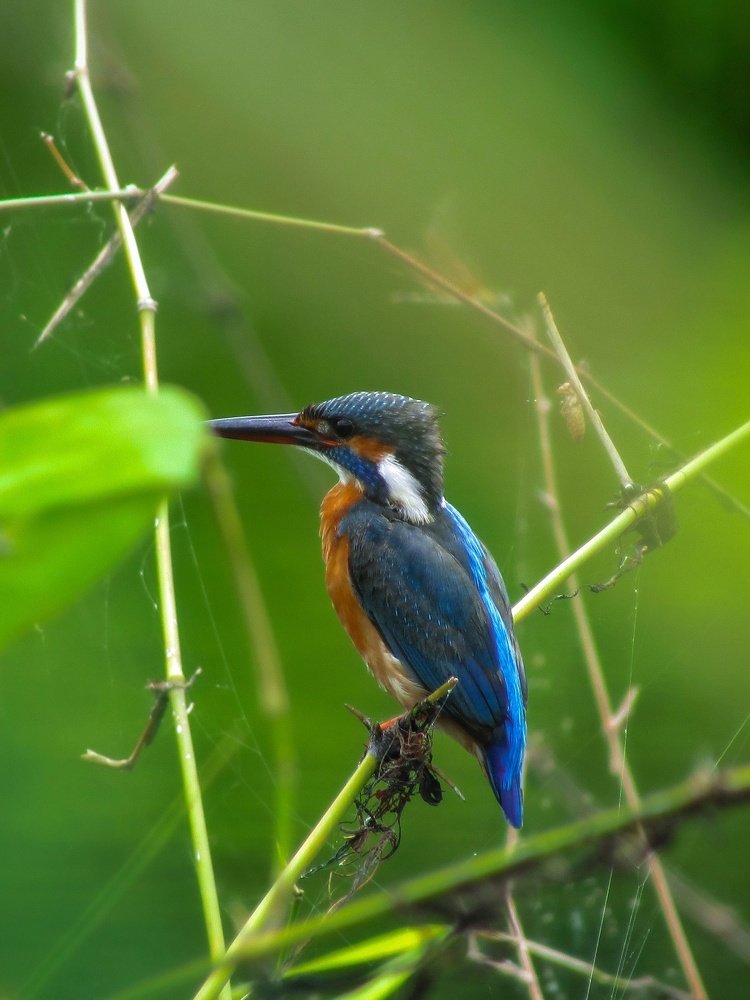 Common Kingfisher ( মাছরাঙা )
