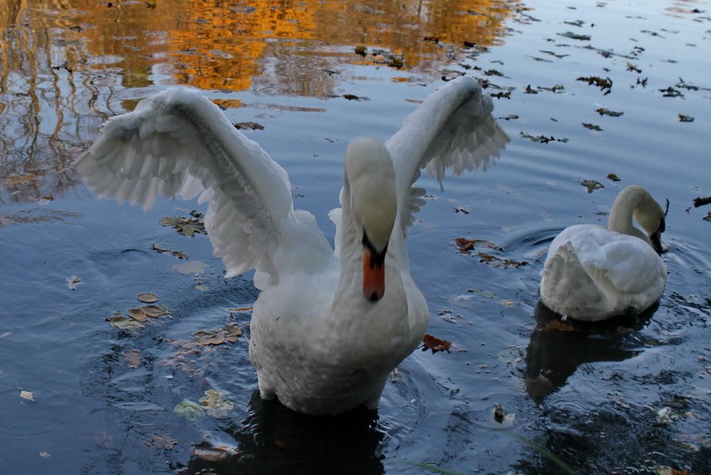 Проба крыльев