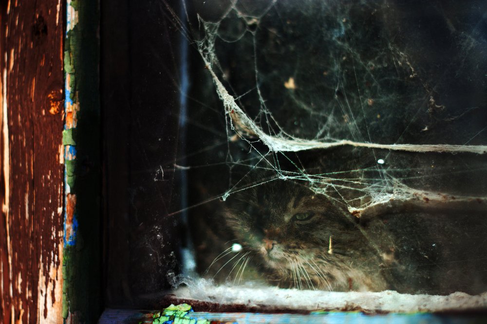 Photograph by Ирина Подать