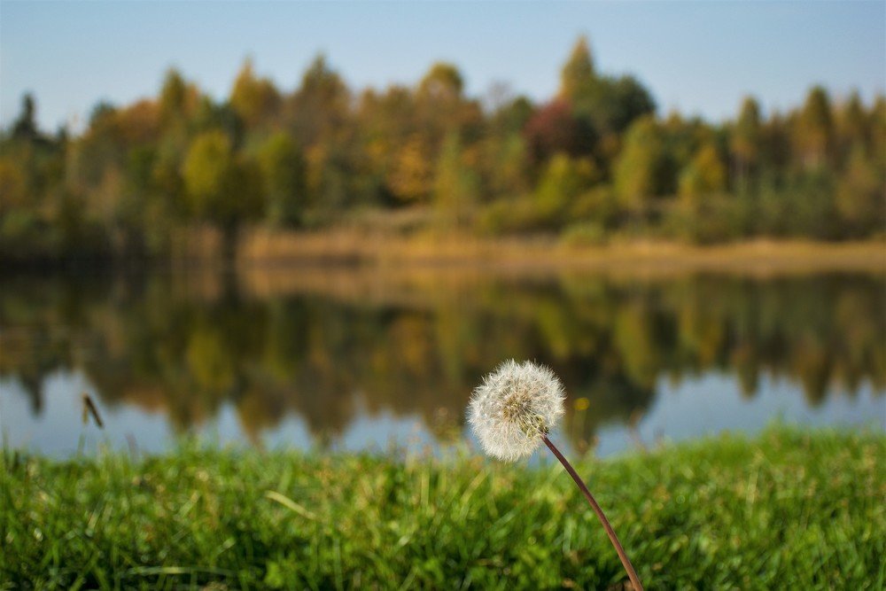Одуванчик у пруда.