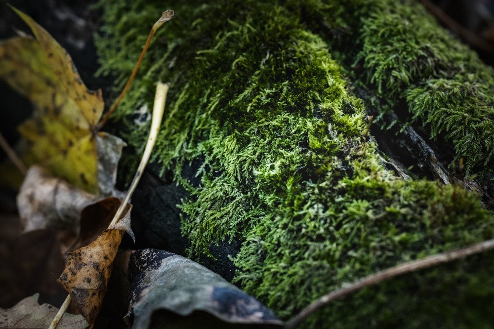 Photograph by Anke Sark