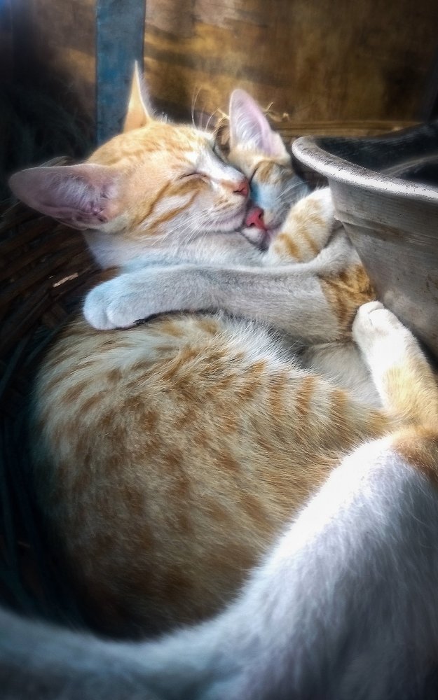 Фотография автора Gopalakrishna Chinta