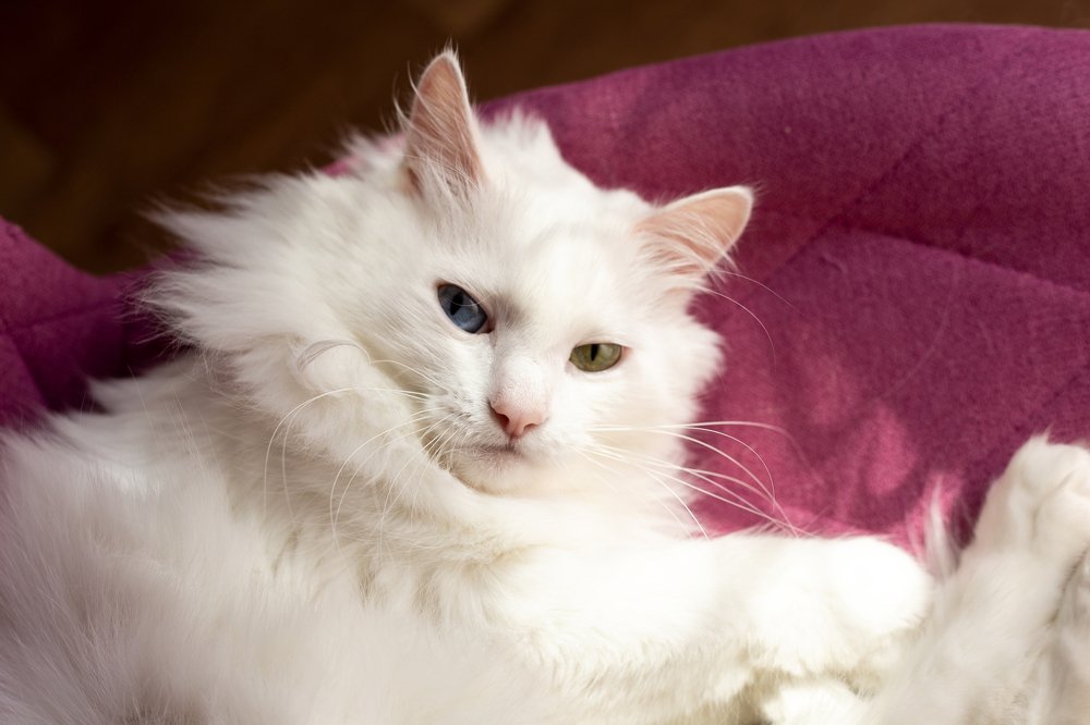 Photograph by Елена Пушница