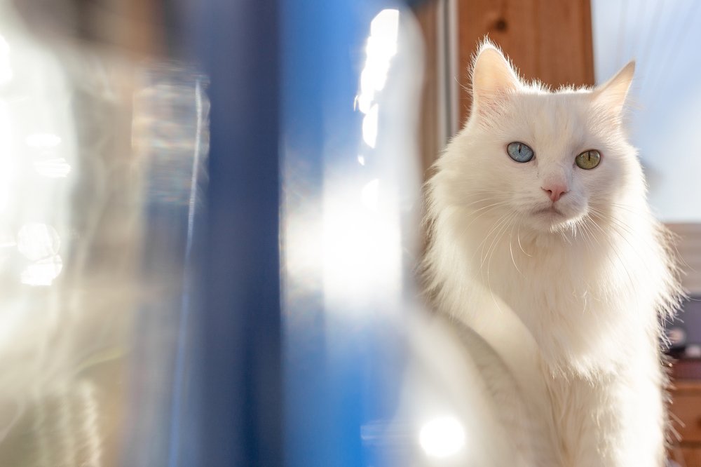 Photograph by Елена Пушница