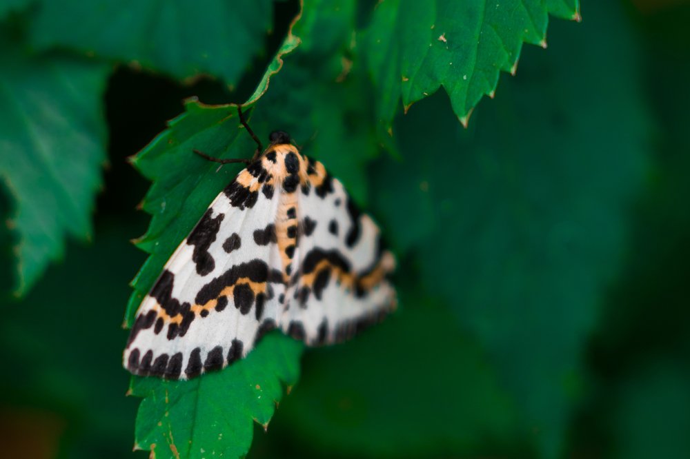 Photograph by Татьяна Юдина