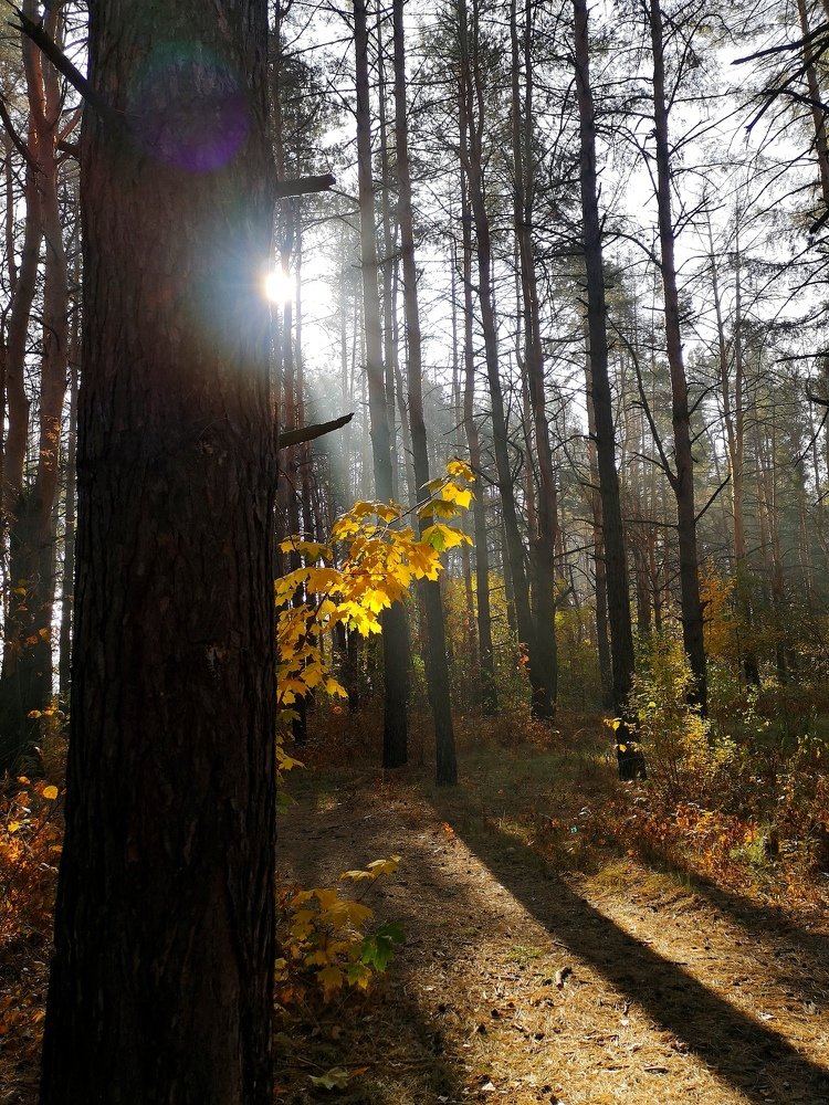 Photograph by AlenaTV