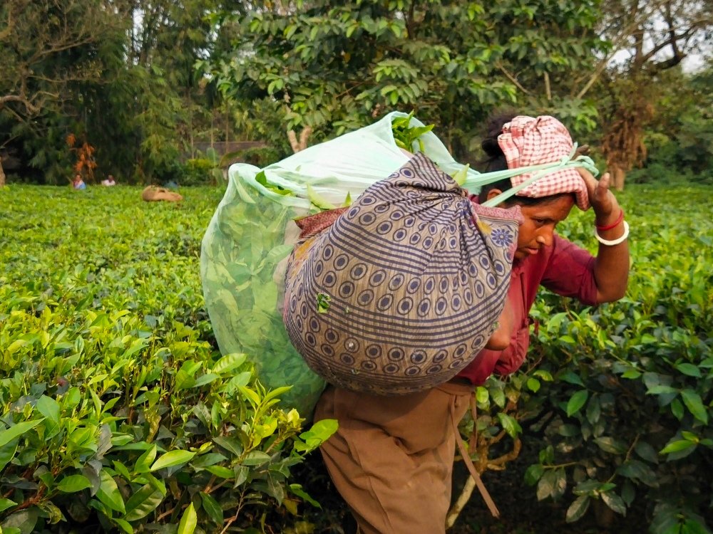 Life of tea worker