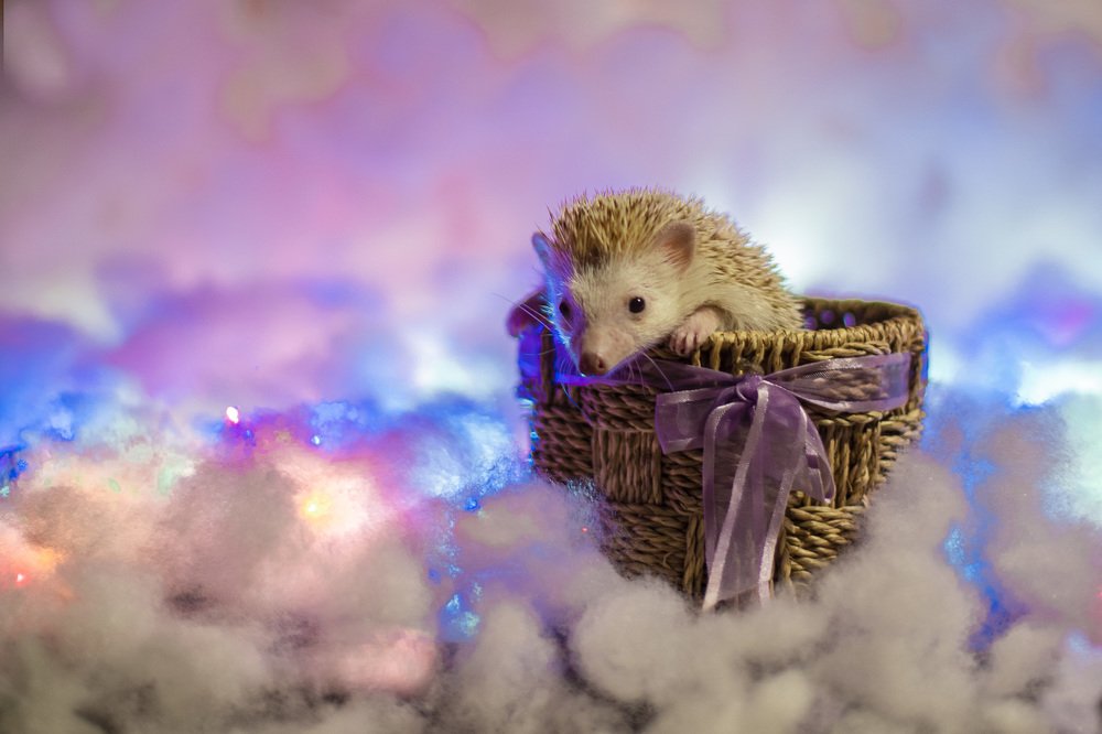 Ёжик в тумане