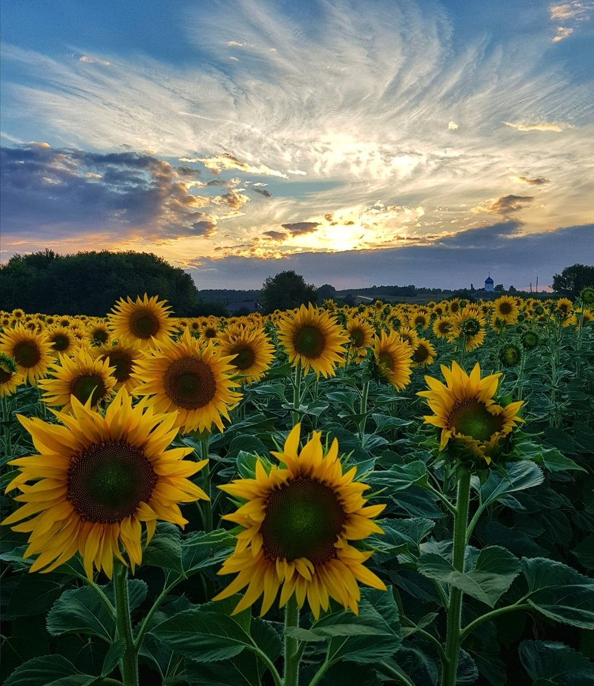 Photograph by Ольга Пумочка-13