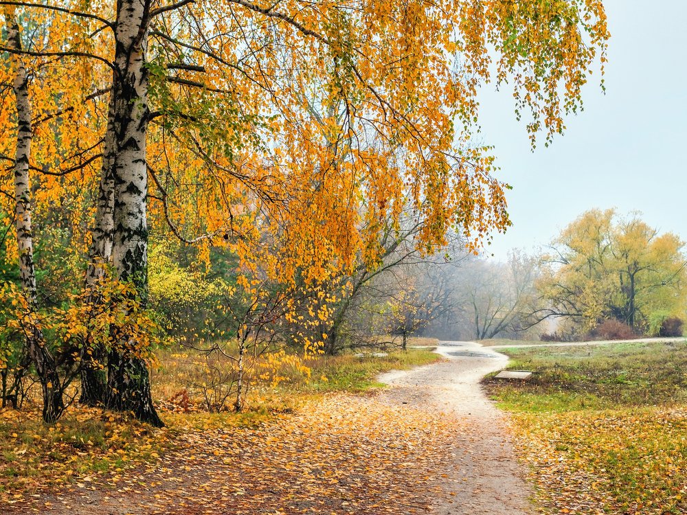 Осень с березами..